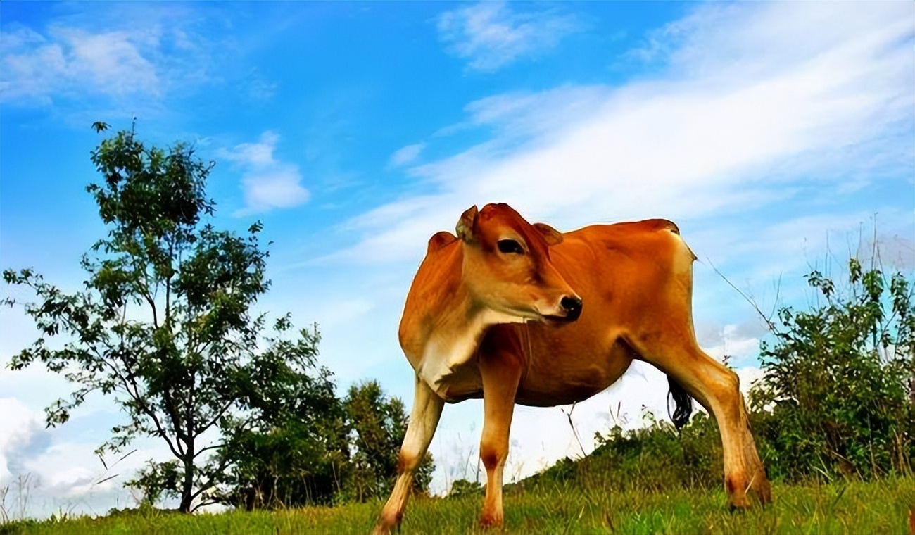 牛不吃什么原因最简单解决方法,牛突然不怎么吃不怎么喝水了