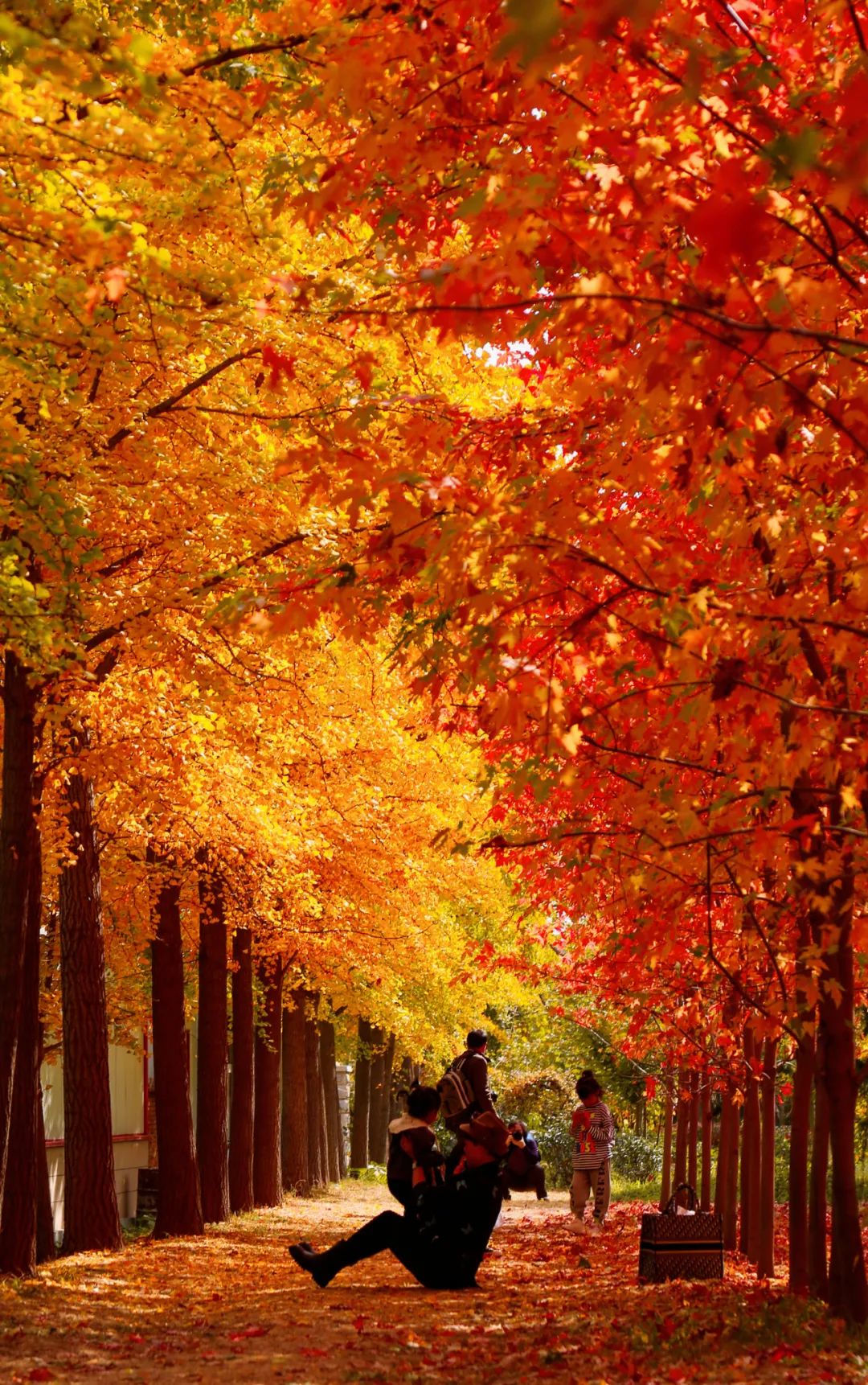 抓住秋天摘苹果,抓住秋天的尾巴赏红叶