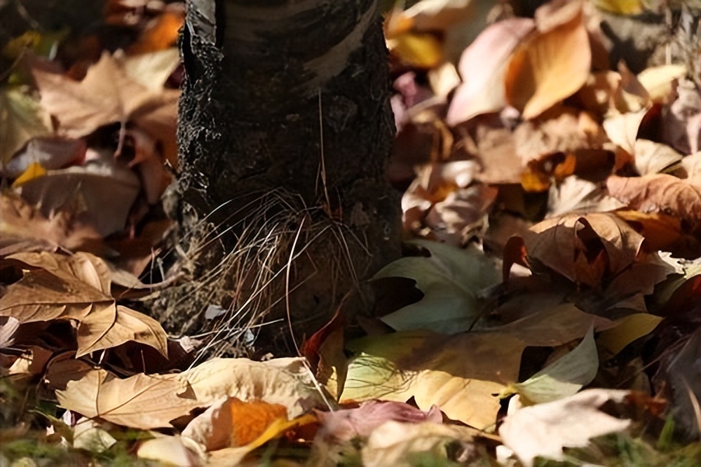 为啥棺材一头高一头低一头大一头,你知道棺材为什么一头大一头小