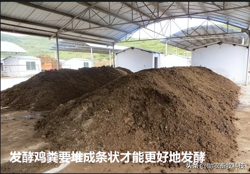 复合肥鸡粪肥,粪制肥料