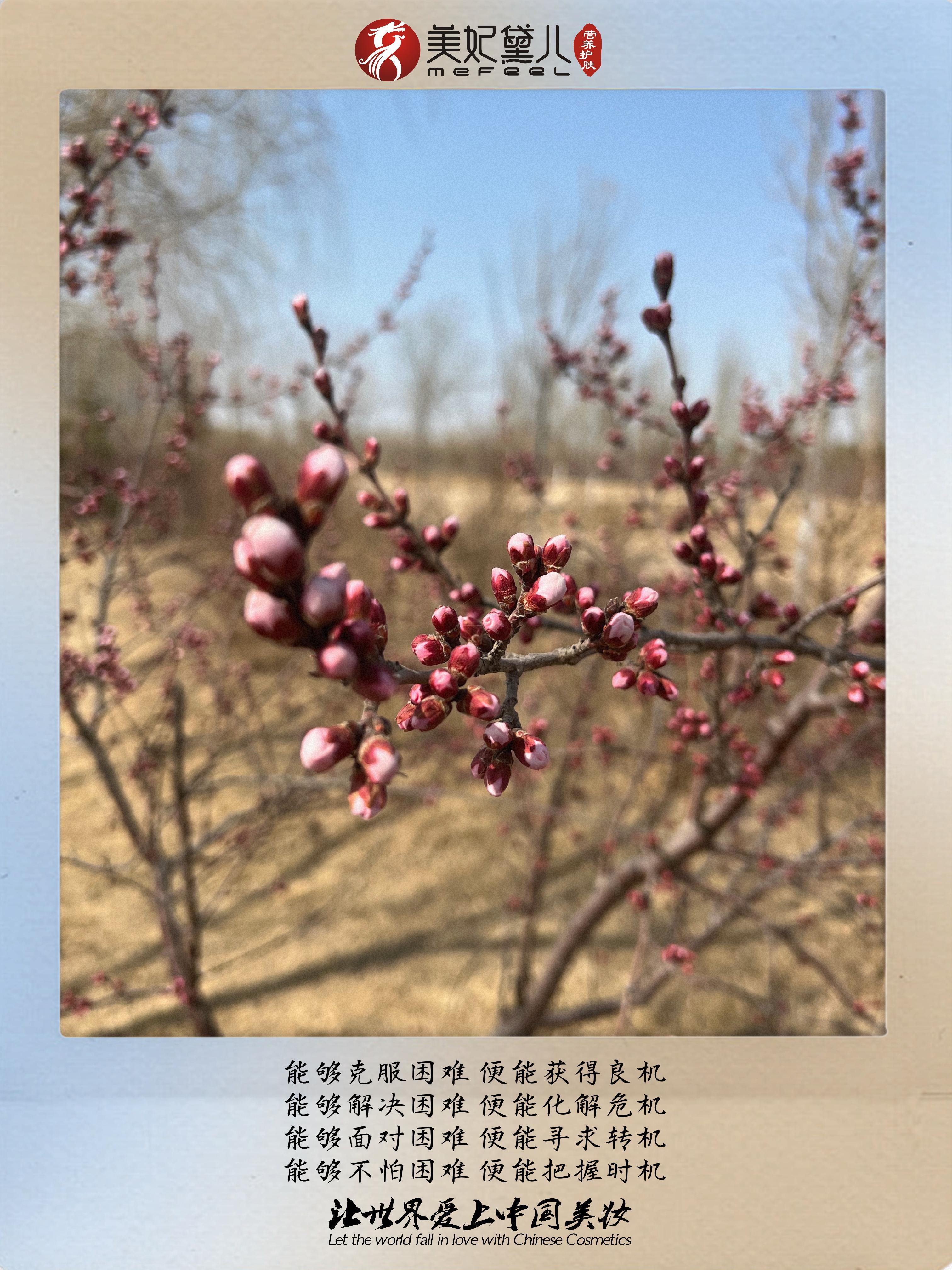 美妃黛儿：同向春风绽