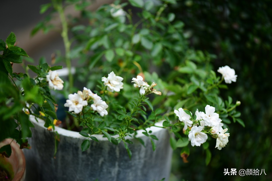 看到你的花园那么惨，我就安心了|园丁
