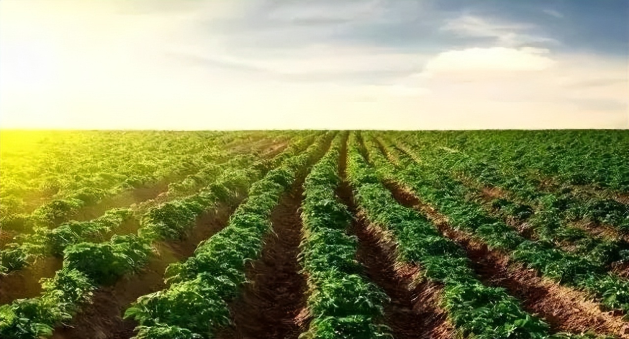 以租代征打赢官司案例,以租代征征收集体土地案例