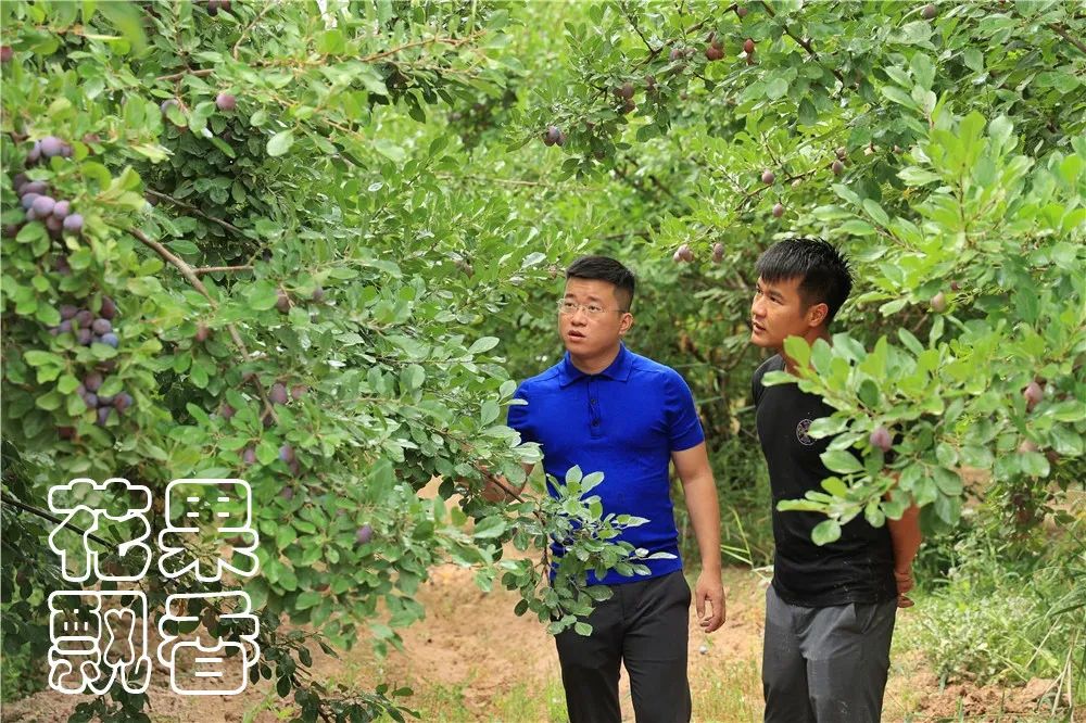 西梅常识,西梅的前期怎么管理