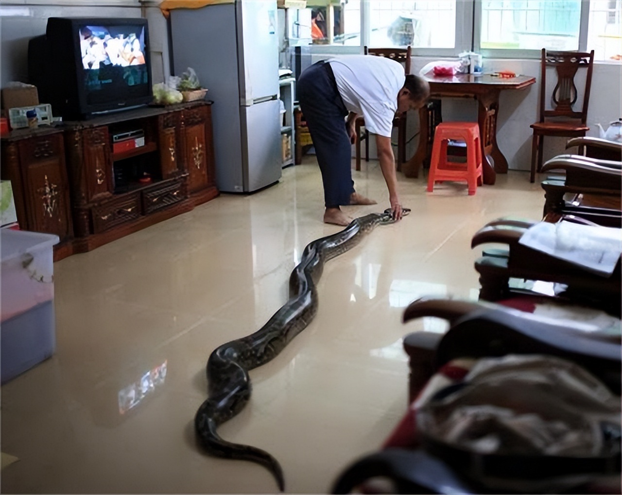 巨蟒报恩当保姆,96年海南巨蟒