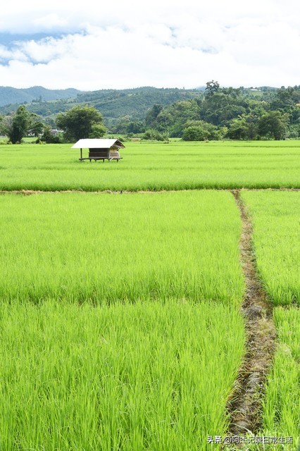 无土种植水稻的具体方法,日本水稻种植方法视频