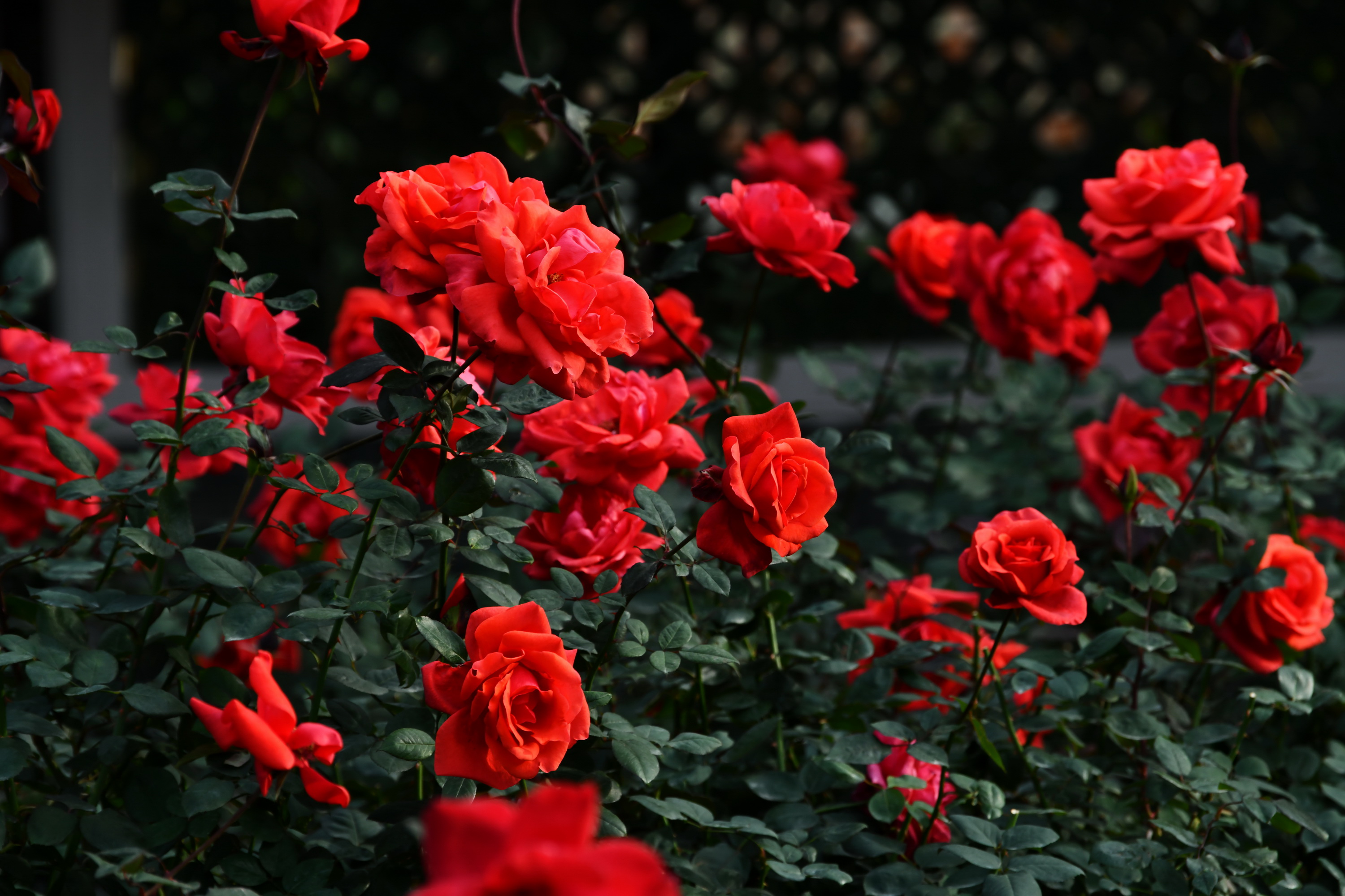 广州市番禺区宝墨园攻略,广州宝墨园景观