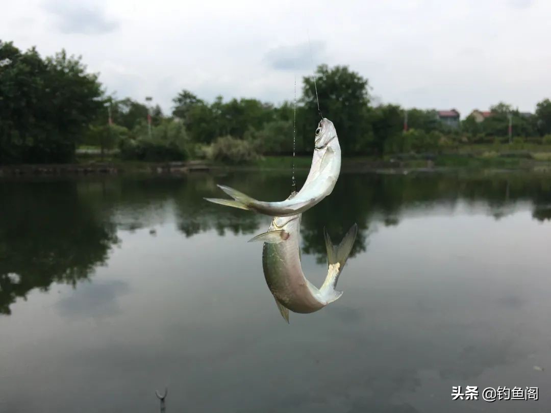 野钓怎么避过小白条,野钓怎么避开水面调漂