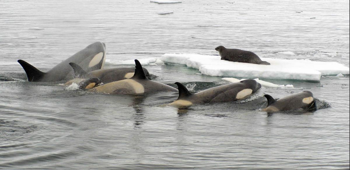 虎鲸捕杀蓝鲸的全过程,虎鲸捕杀蓝鲸座头鲸