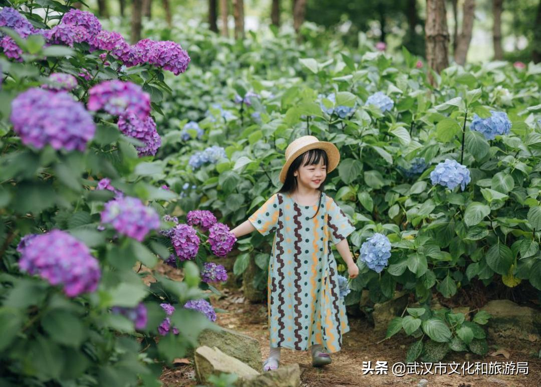 六一+端午的超级快乐将被这里承包，亲子水乐园+多彩绣球花，免费畅玩打卡，游玩攻略请查收