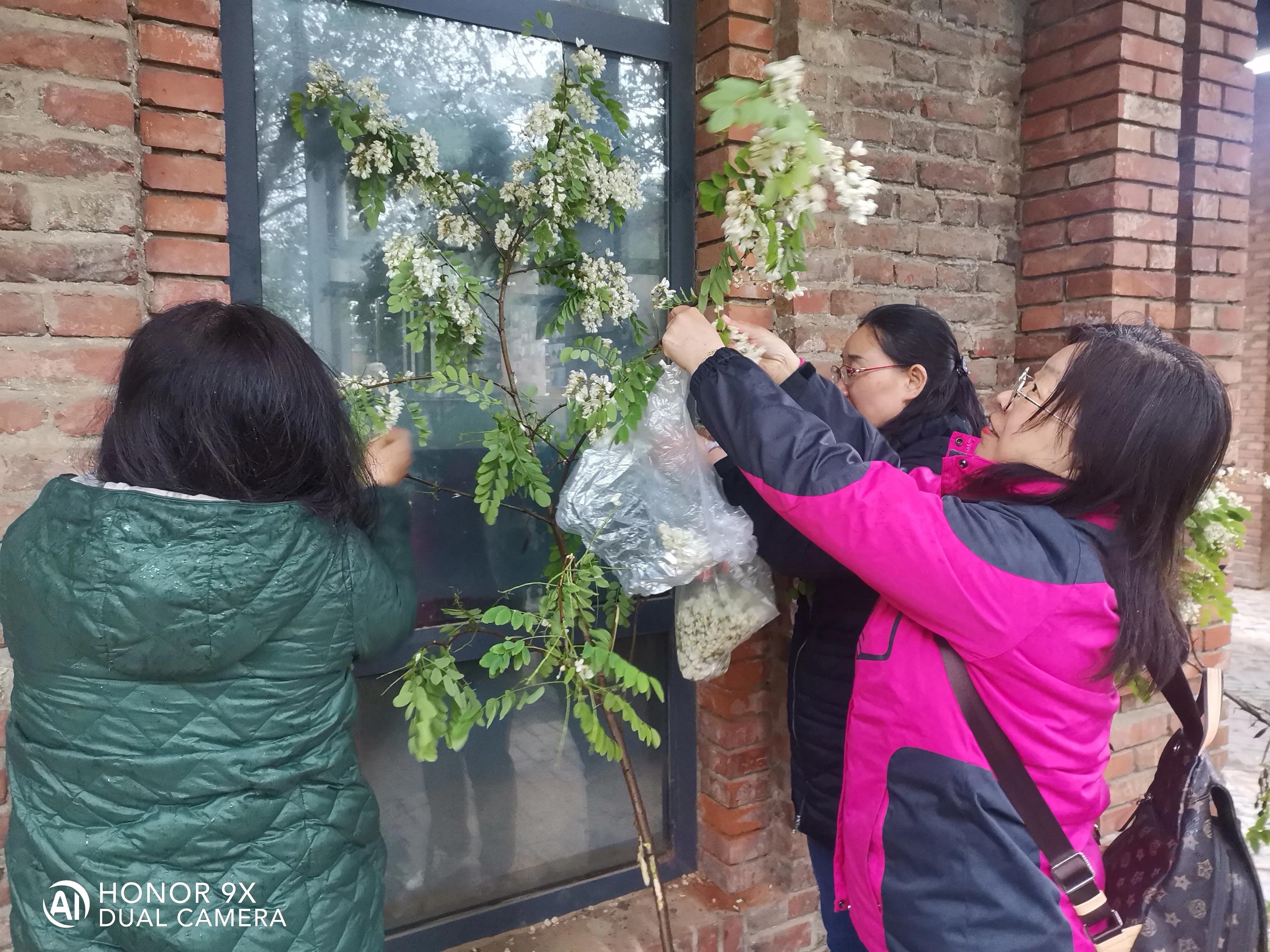摘槐花的最佳时间和方法,摘槐花神器可伸缩10米