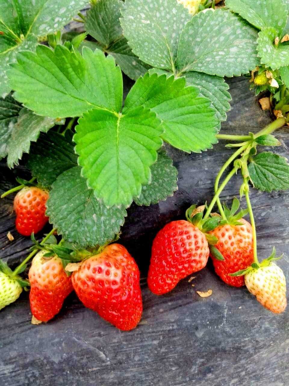 有人吃草莓中毒啦！好吃又好看的草莓大量上市，到底吃还是不吃？