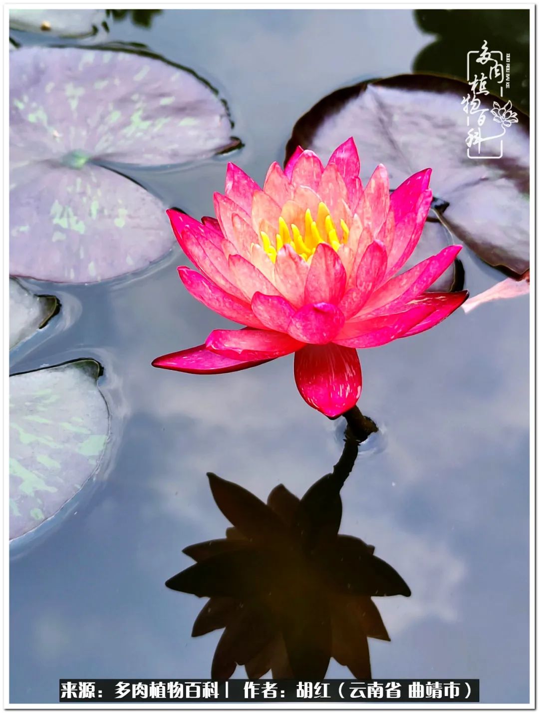 多肉植物里的糖,多肉生活的调味剂