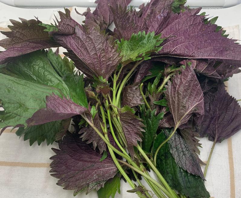 紫苏怎么样吃或泡水,紫苏是个宝给身体带来4种好处