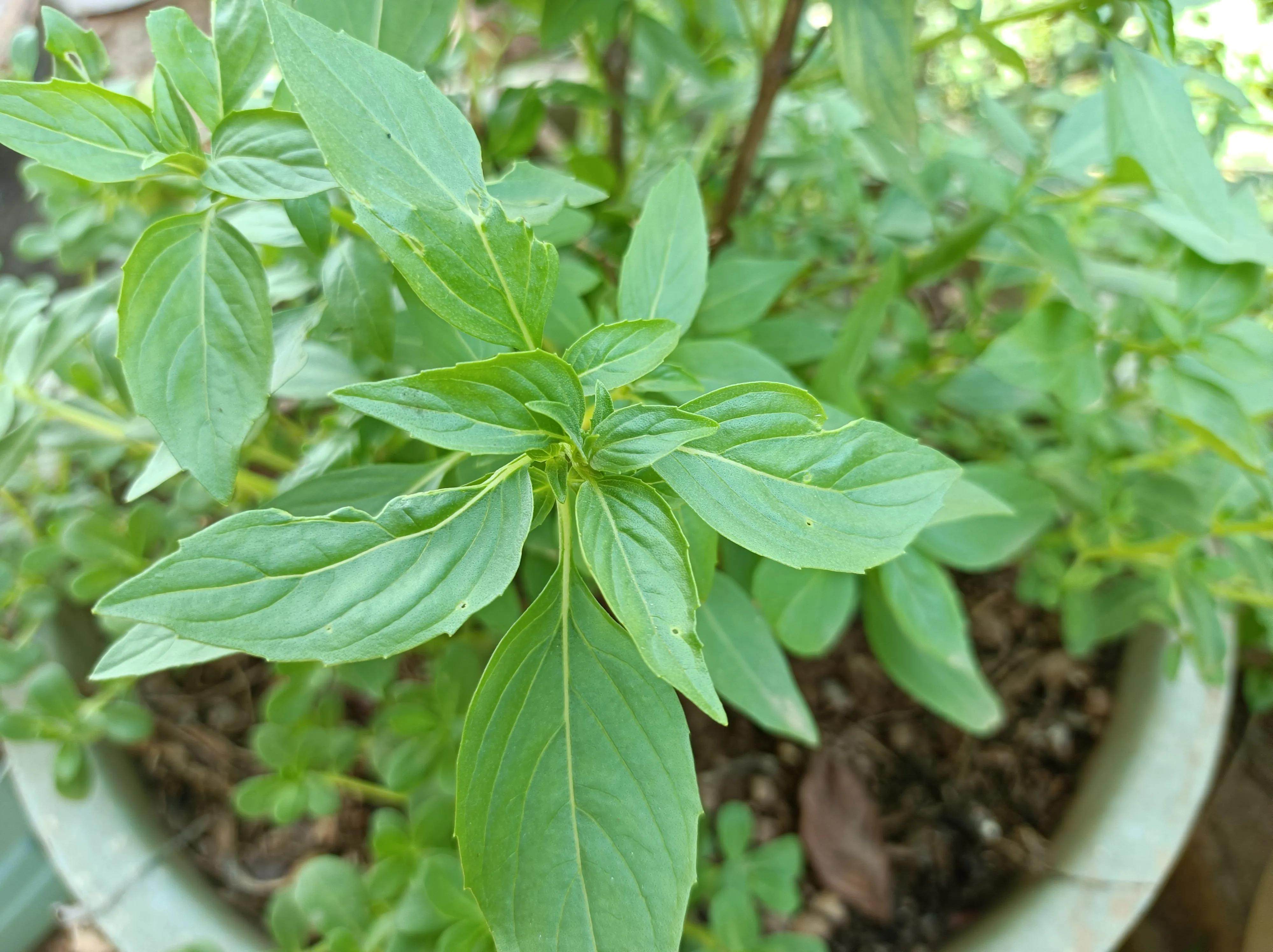 金不换跟薄荷一样的味道吗,薄荷和金不换哪个味道好吃
