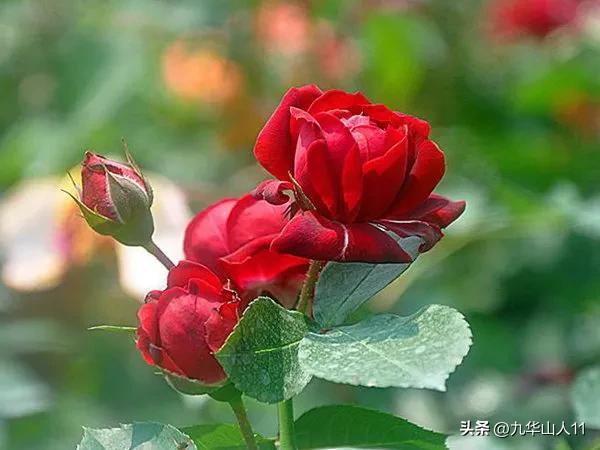 最耐寒的藤本月季哪个品种好 (藤本月季及主要品种详细介绍图解)