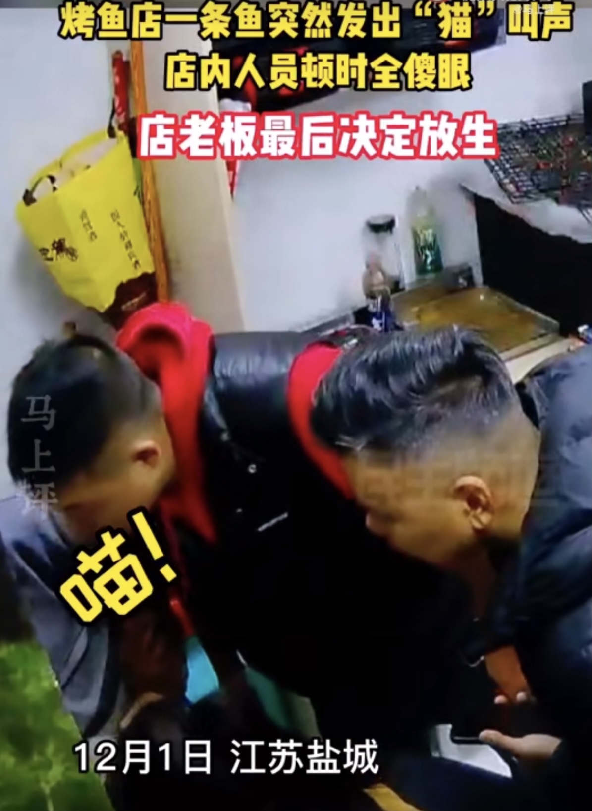 烤鱼店一条鱼突然发出猫叫声,烤鱼店一条鱼突然发出猫叫