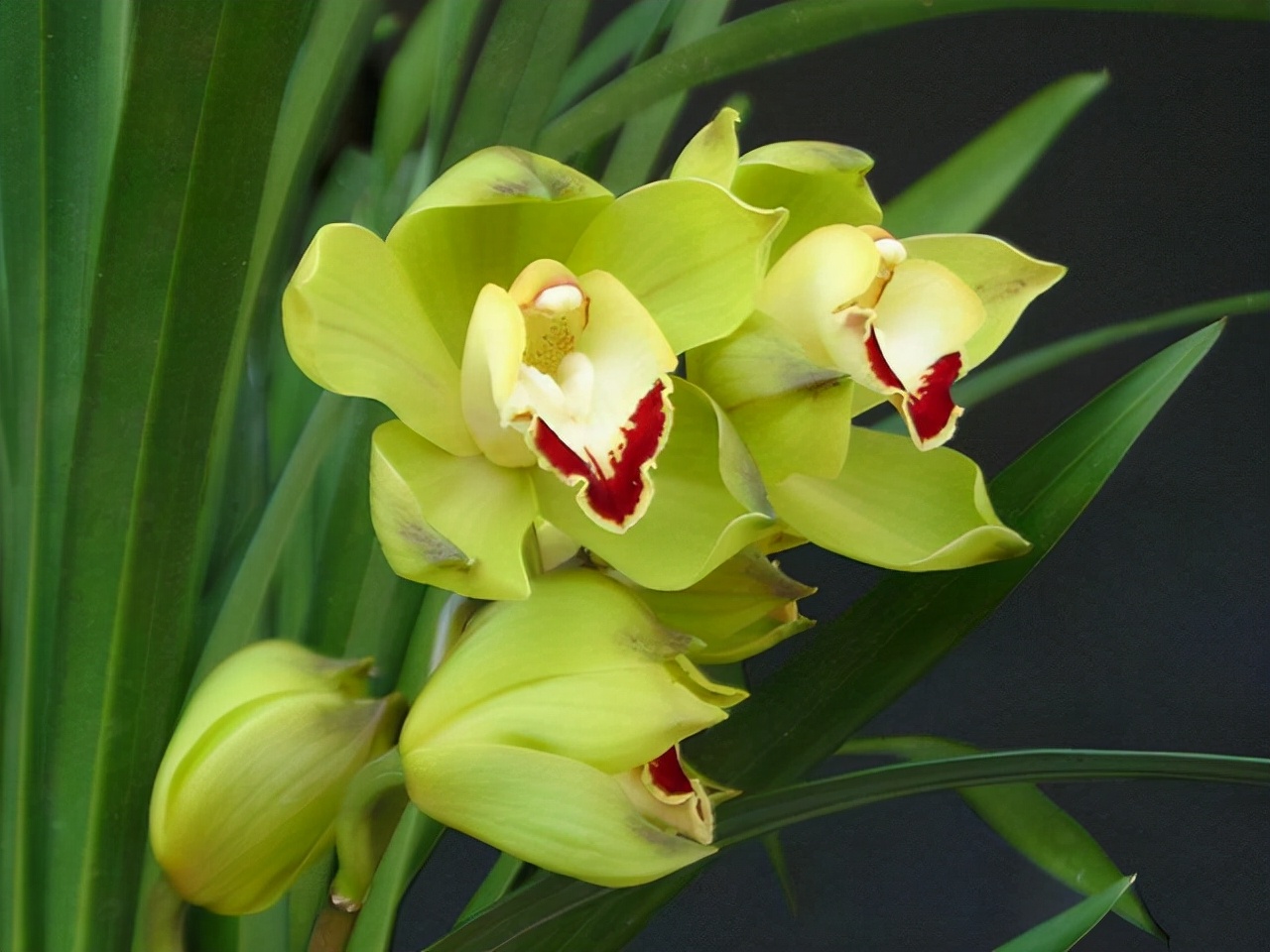 什么兰是最流行的兰花呢,兰花中哪个品种最好看又好养