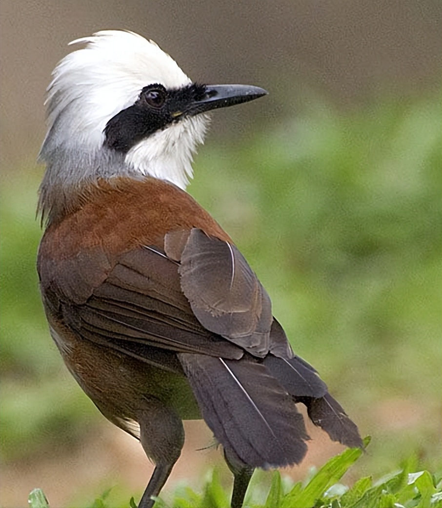 50张最佳鸟类摄影作品,鸟儿大全大图