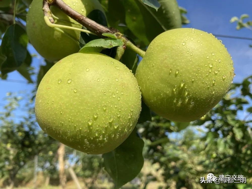 缤纷水果季即将开始！来建宁释放夏日多巴胺