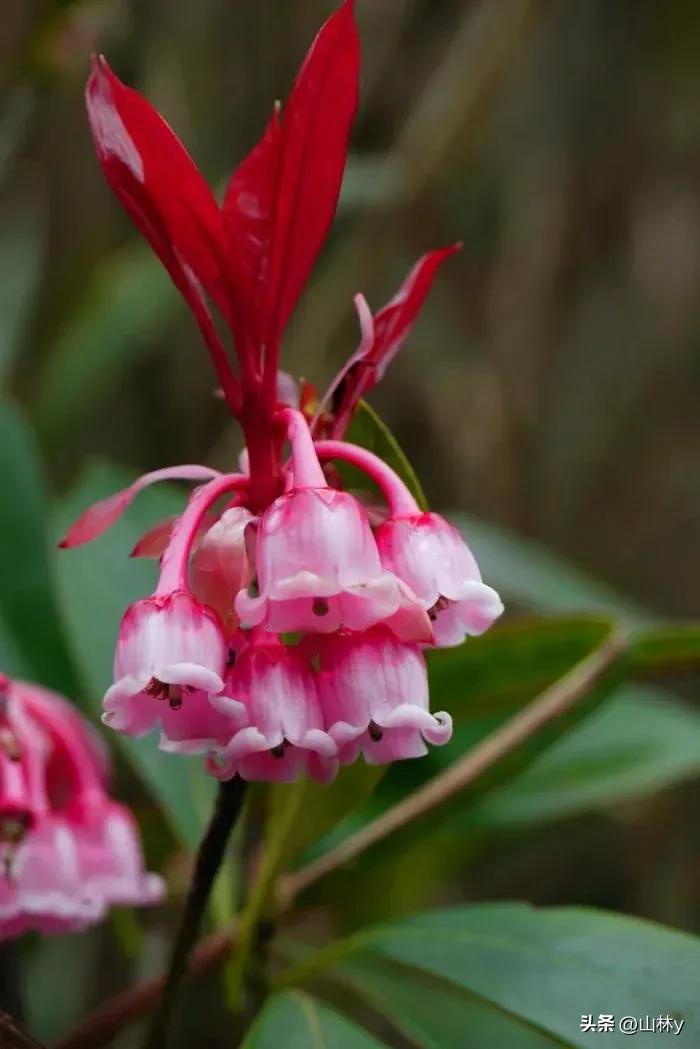 五颜六色的花朵养眼舒心,灵动秀美的花朵图片