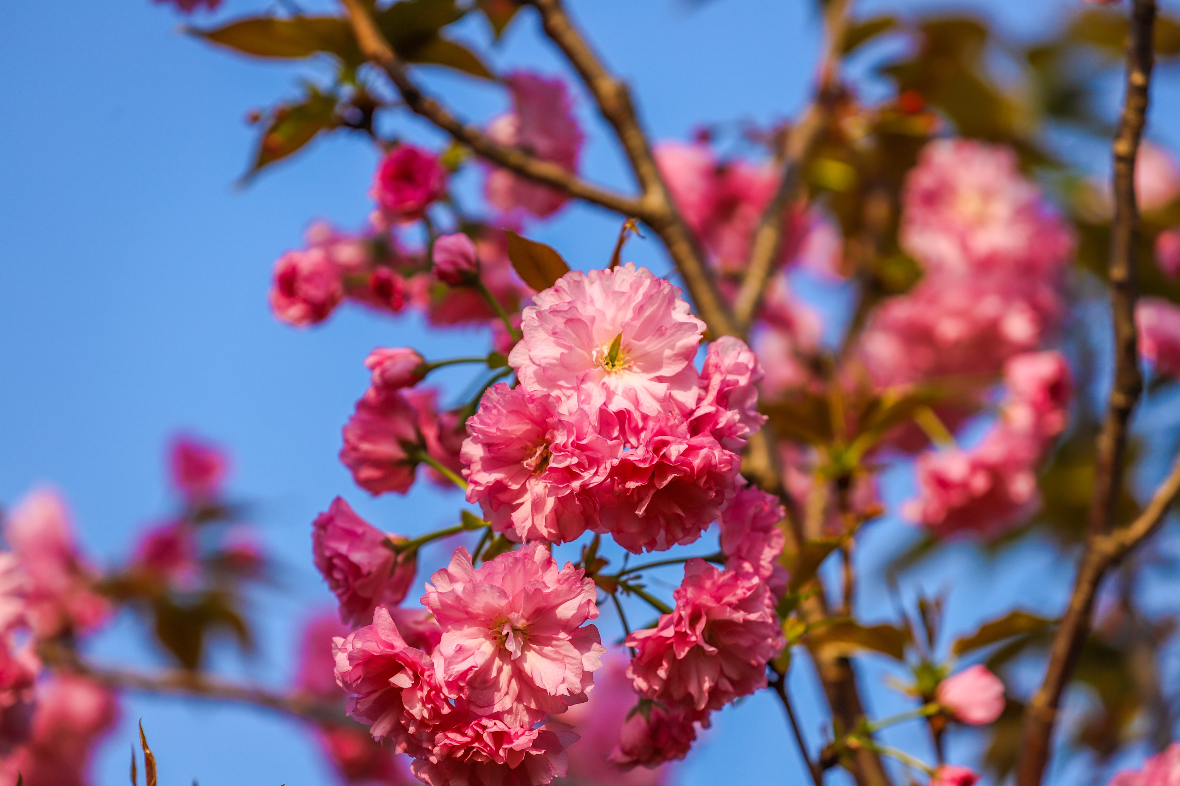 同心花海樱花航拍,踏青赏花邂逅一场浪漫樱花盛宴