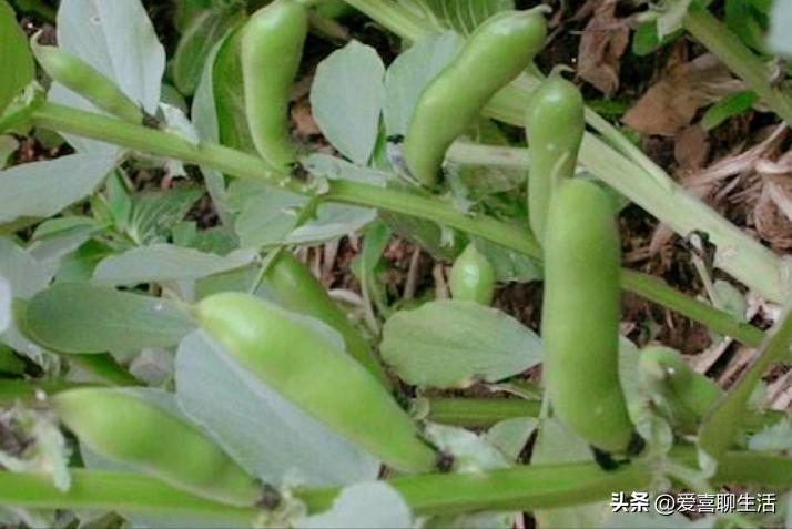 俗语：五月吃豆胜吃肉，5月该吃什么豆？这3种正大量上市，别错过