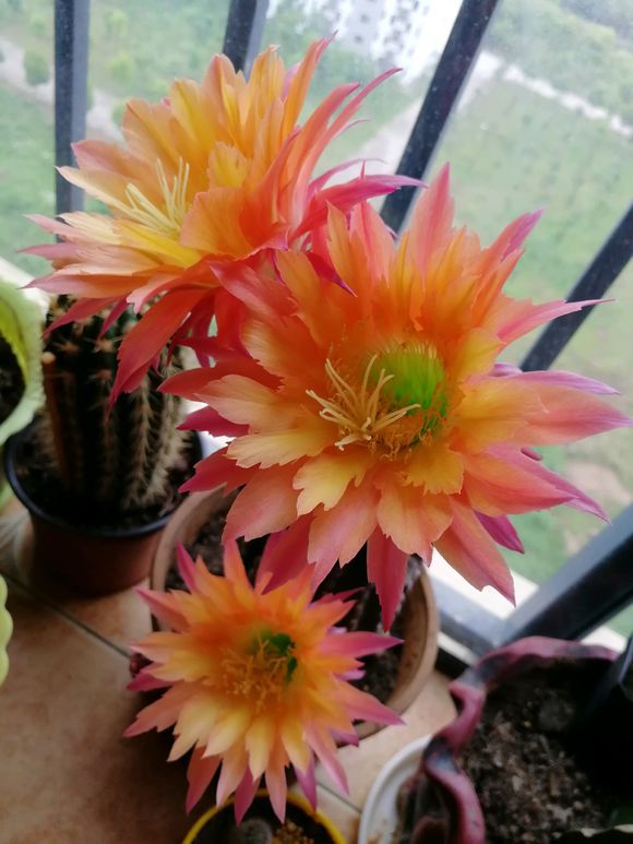 毛花柱仙人球品种大全,顶级精品仙人球花