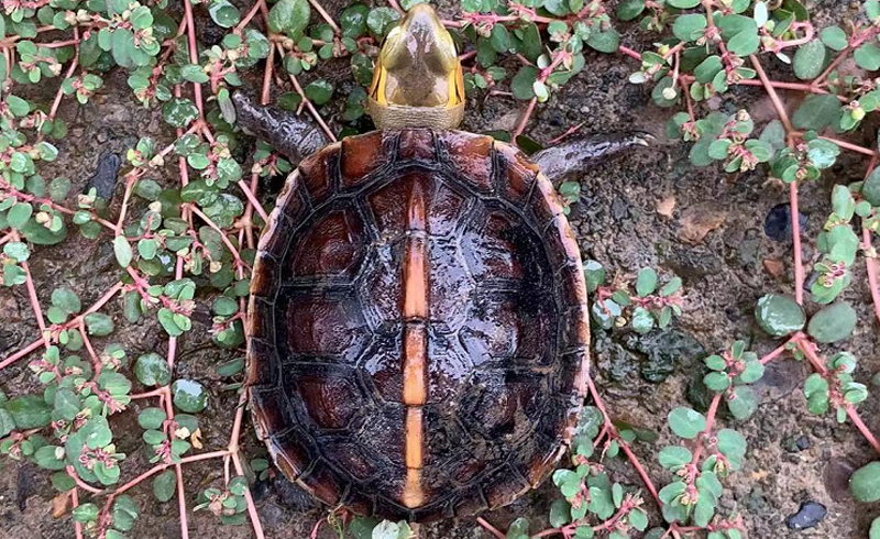 黄缘龟三年90克能分辨出公母吗,三年左右黄缘龟公母怎么区分