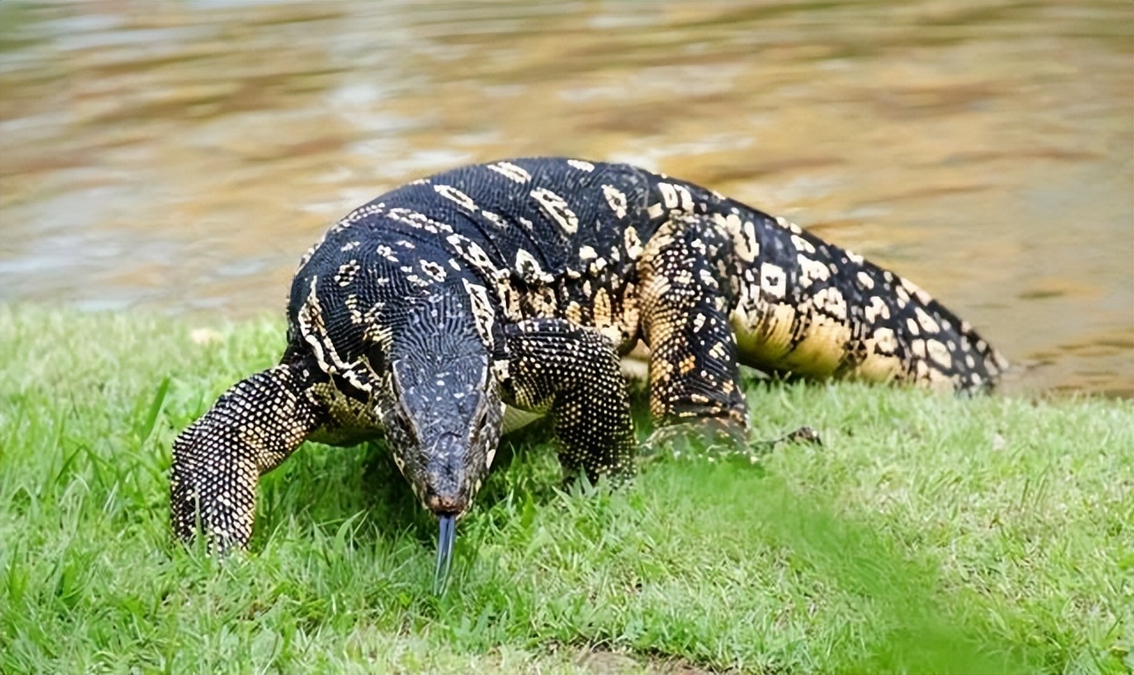 上海钓鱼佬钓起“五爪金龙”，差点牢底坐穿？金龙到底什么来头？