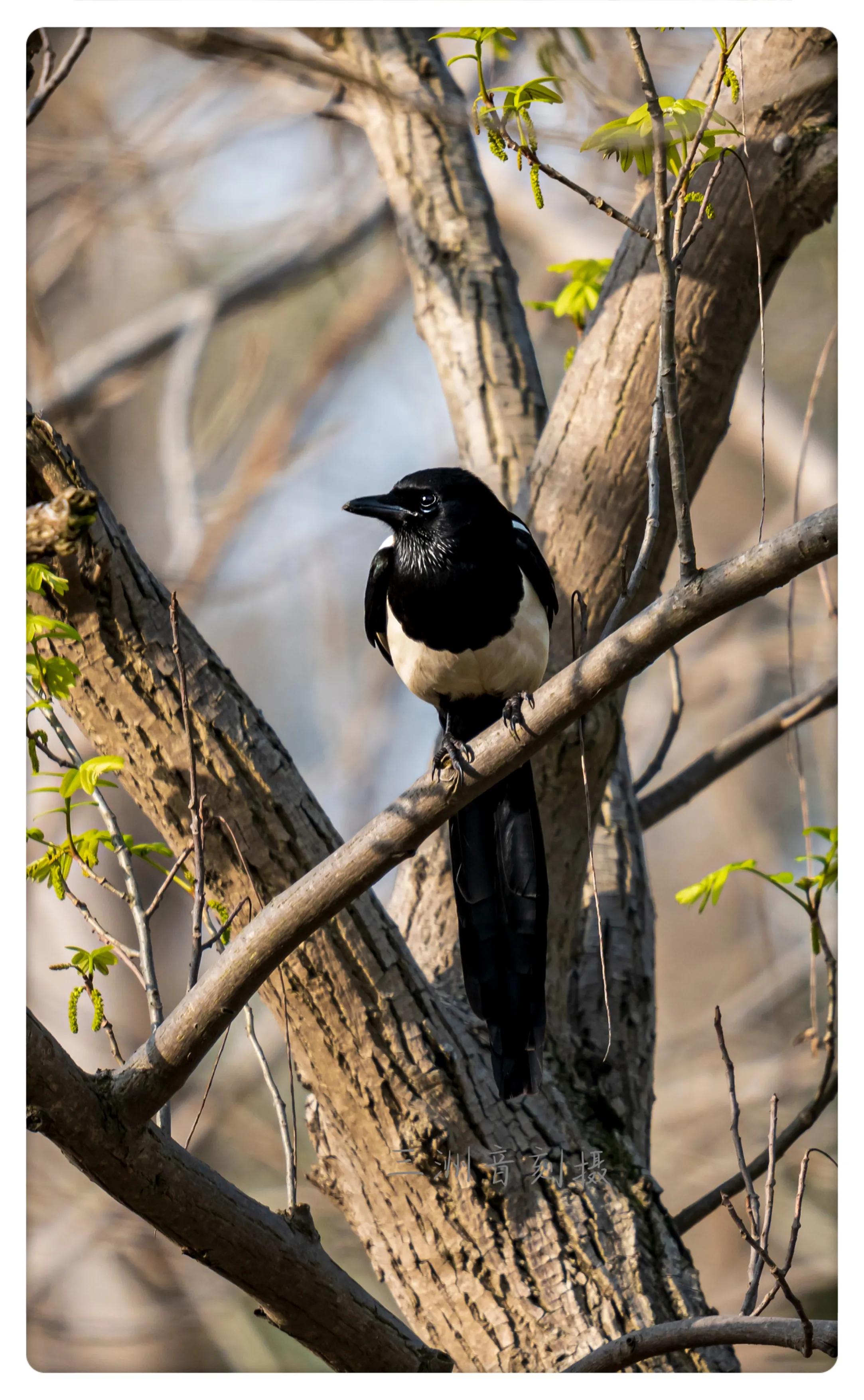 上海市嘉定区安亭国际汽车城,上海嘉定安亭国际汽车城