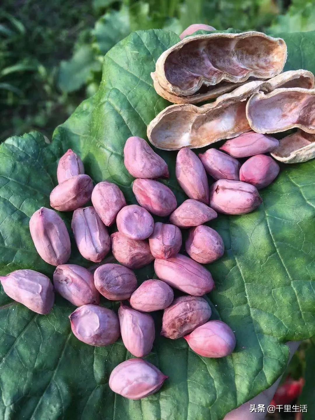 龙岩湿烤花生，龙岩人订婚时的必备“信物”，让人吃得不肯罢手