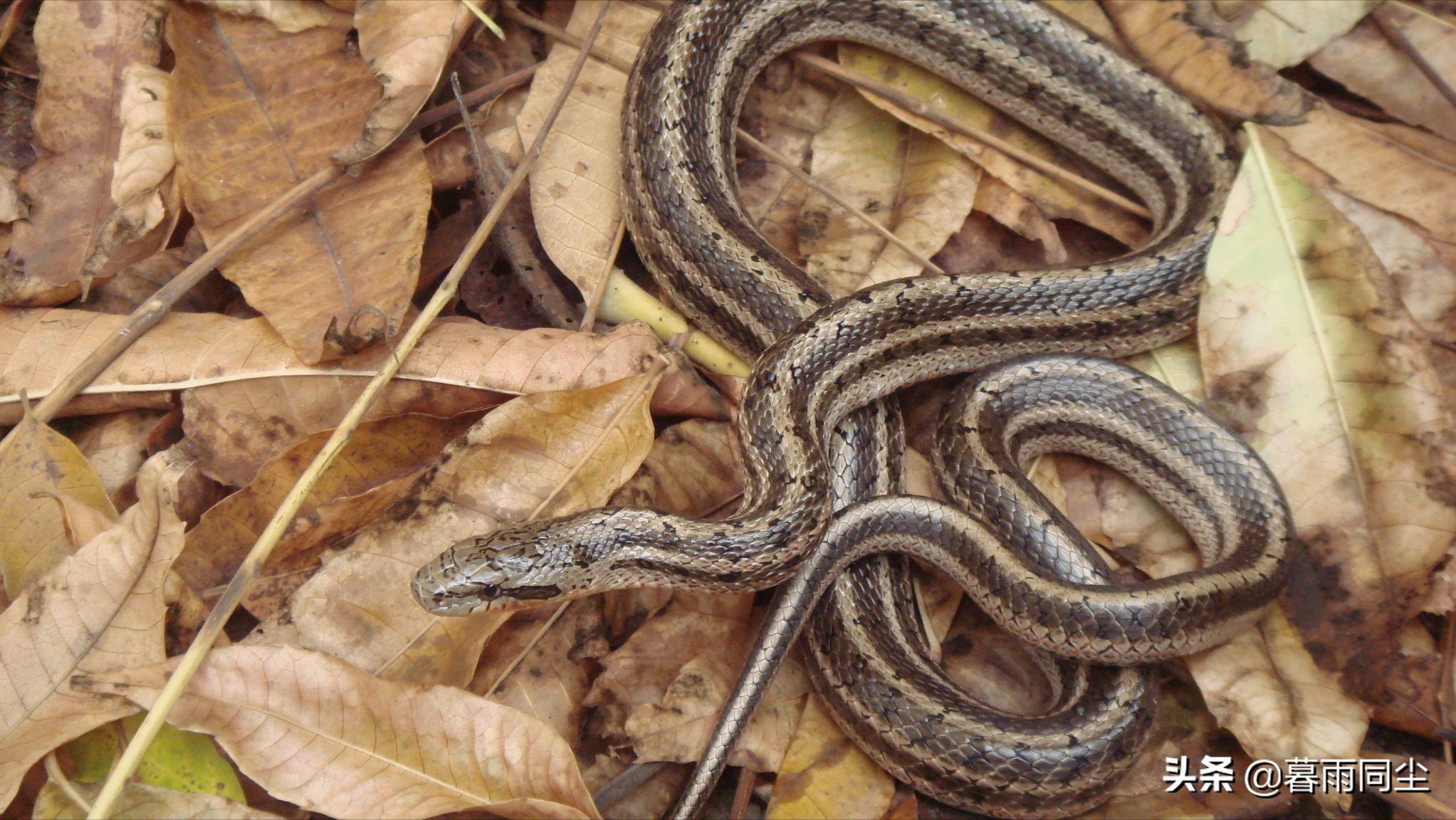 野外旅游怎么防蛇咬伤别人,野外防被蛇咬带什么药可保命