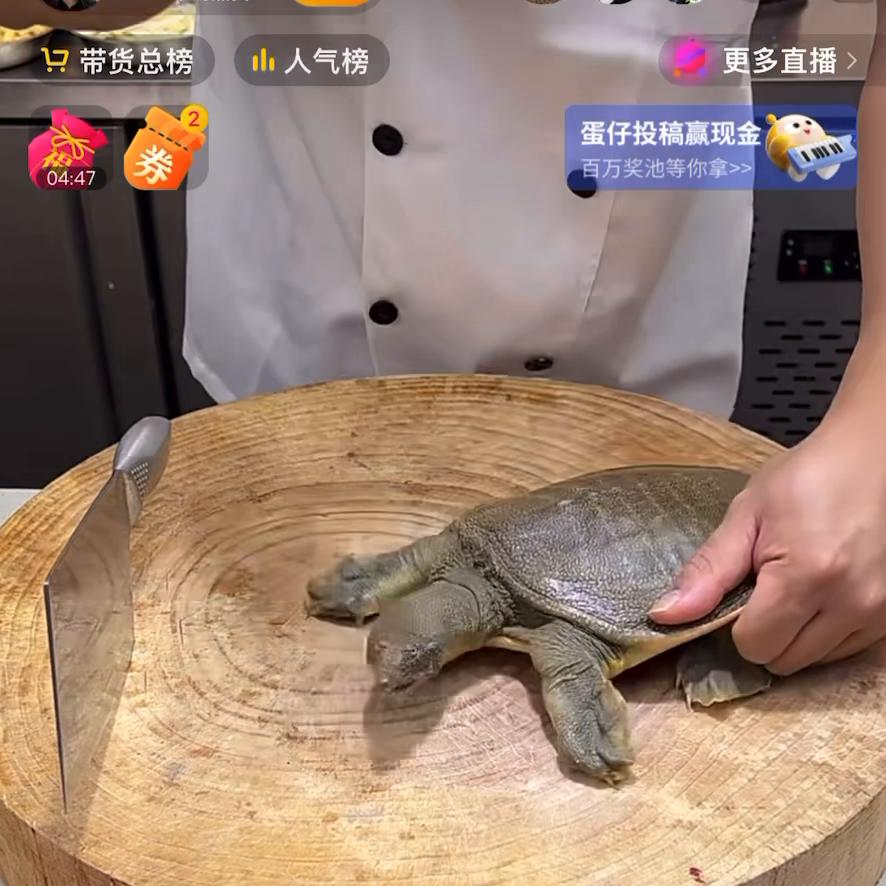 杀甲鱼做甲鱼的全过程,如何杀甲鱼从背后开始拿剪刀来剪