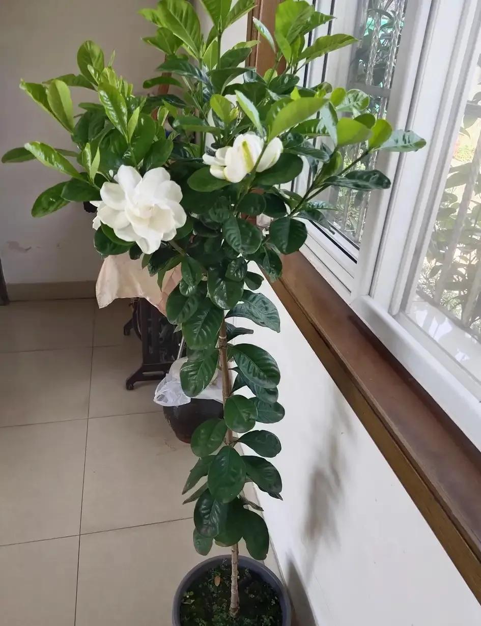 种植物的神仙水,神仙水养什么花最好