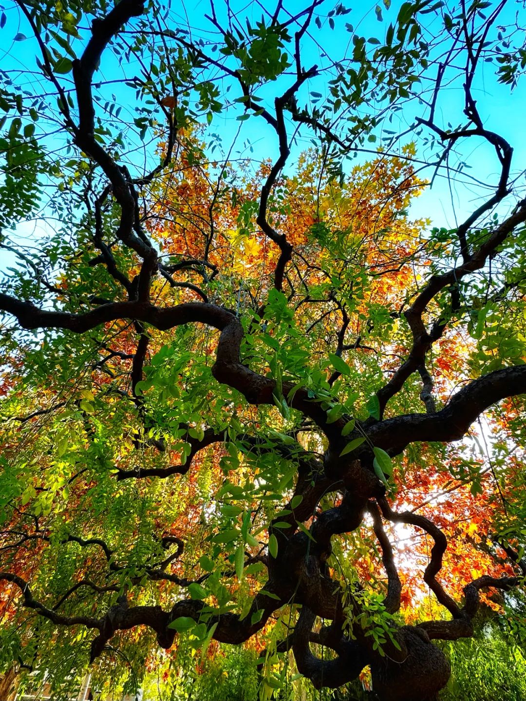 美丽的人民日报大院，我们温暖的家