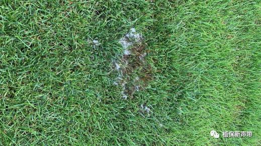 草坪通常要进行哪些养护管理项目,草坪要打理吗