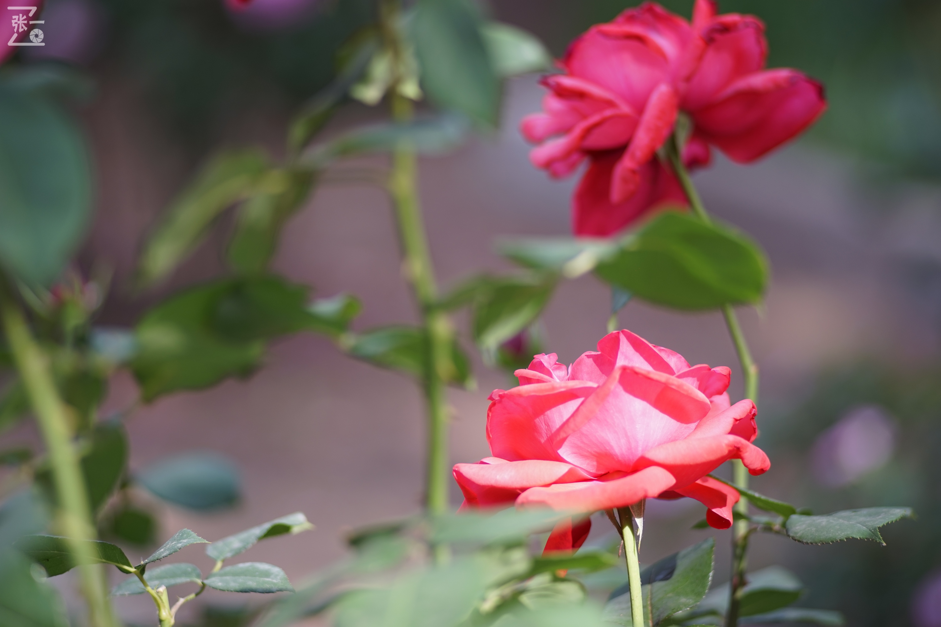 蔡司sonnar50毫米,蔡司sonnar镜头生产年份