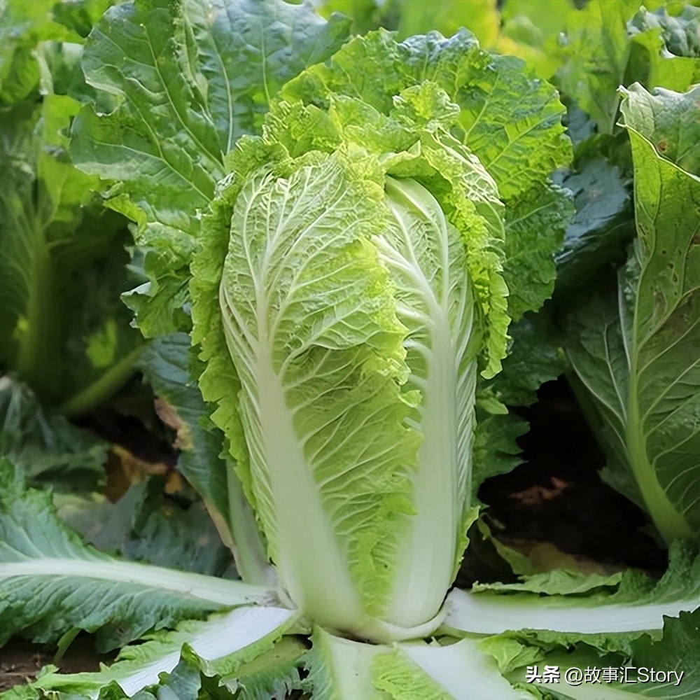 安徽夫妇在俄罗斯远东种菜，销售大白菜的时候被韩国人摆了一道