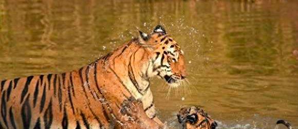 百兽之王老虎能爬树吗,真正的百兽之王老虎捕猎