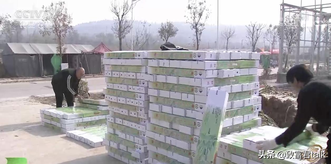 他种的大葱，比姚明高一头