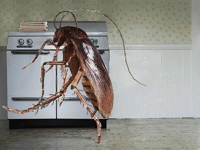 消灭蟑螂最有效的方法不用药,不用杀虫剂消灭蟑螂