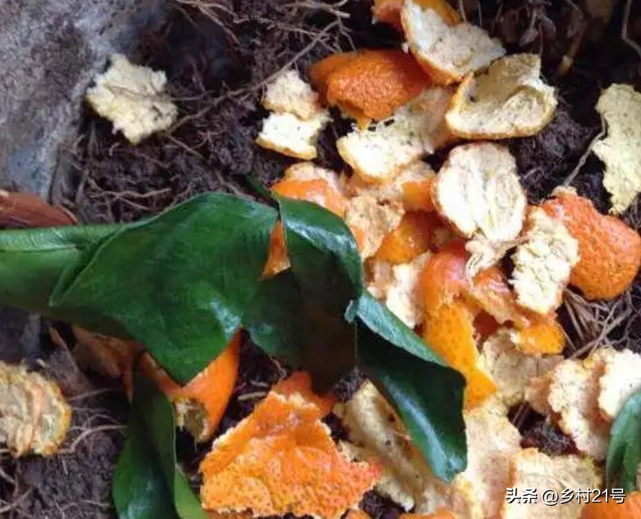 水果酵素肥,水果酵素肥如何制作