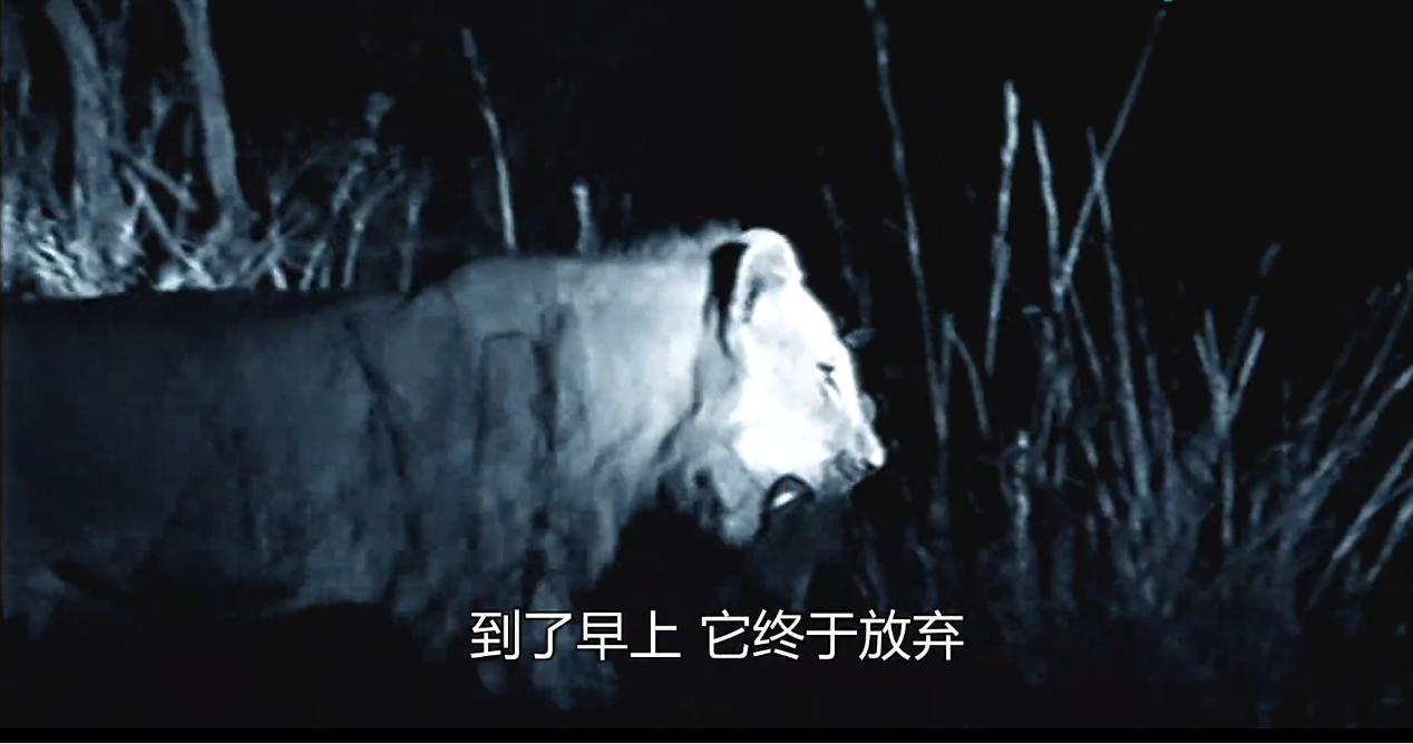 非洲“平头哥”蜜獾有多强？我来告诉你