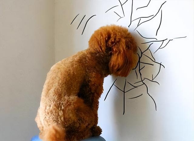 狗狗疼痛时的12个表现,狗狗疼痛的10个表现