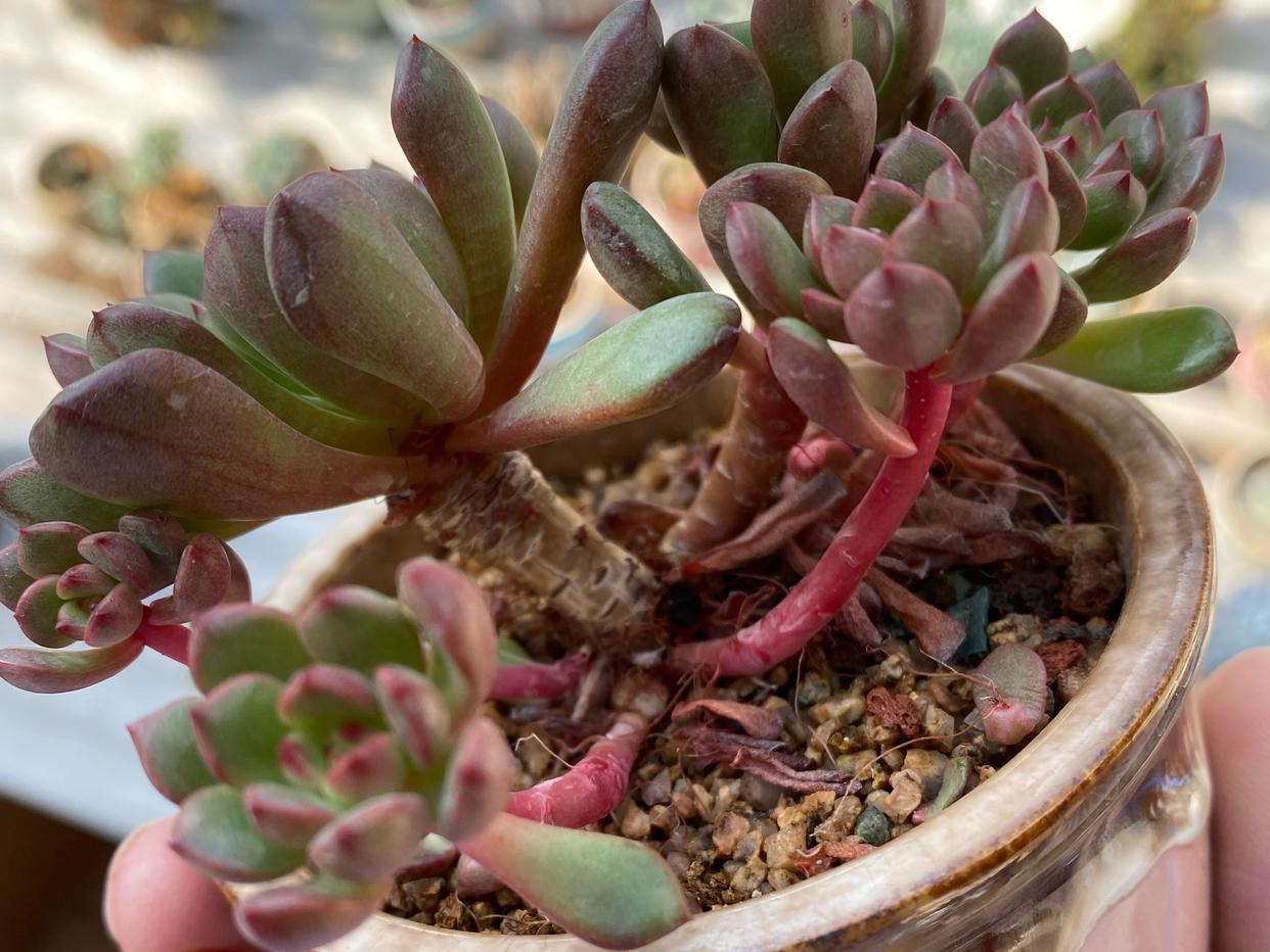 多肉红宝石徒长了会是什么样,枝干番杏红宝石徒长了怎么办