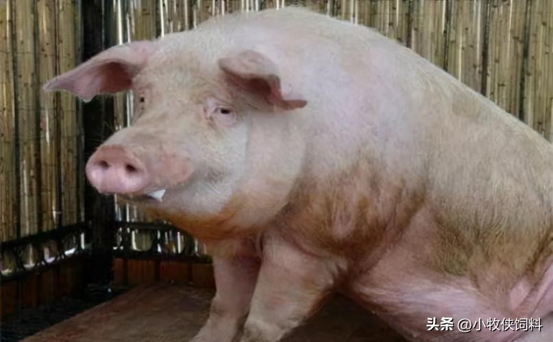 猪喘气严重用什么药治疗最快？猪喘气严重不吃食怎么治疗？收藏！