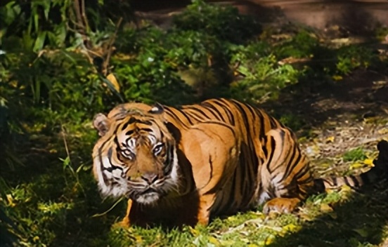 刘玉平与蛇同居,刘玉平与蛇相处视频