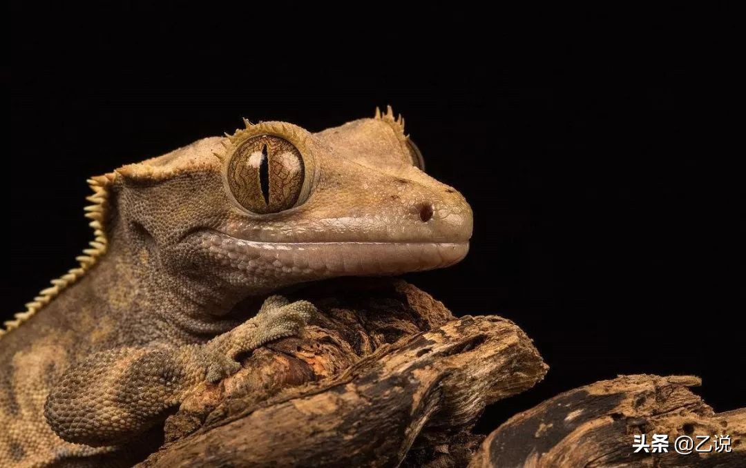 东方有“守宫砂”，西方有“贞操带”，哪个更邪恶？