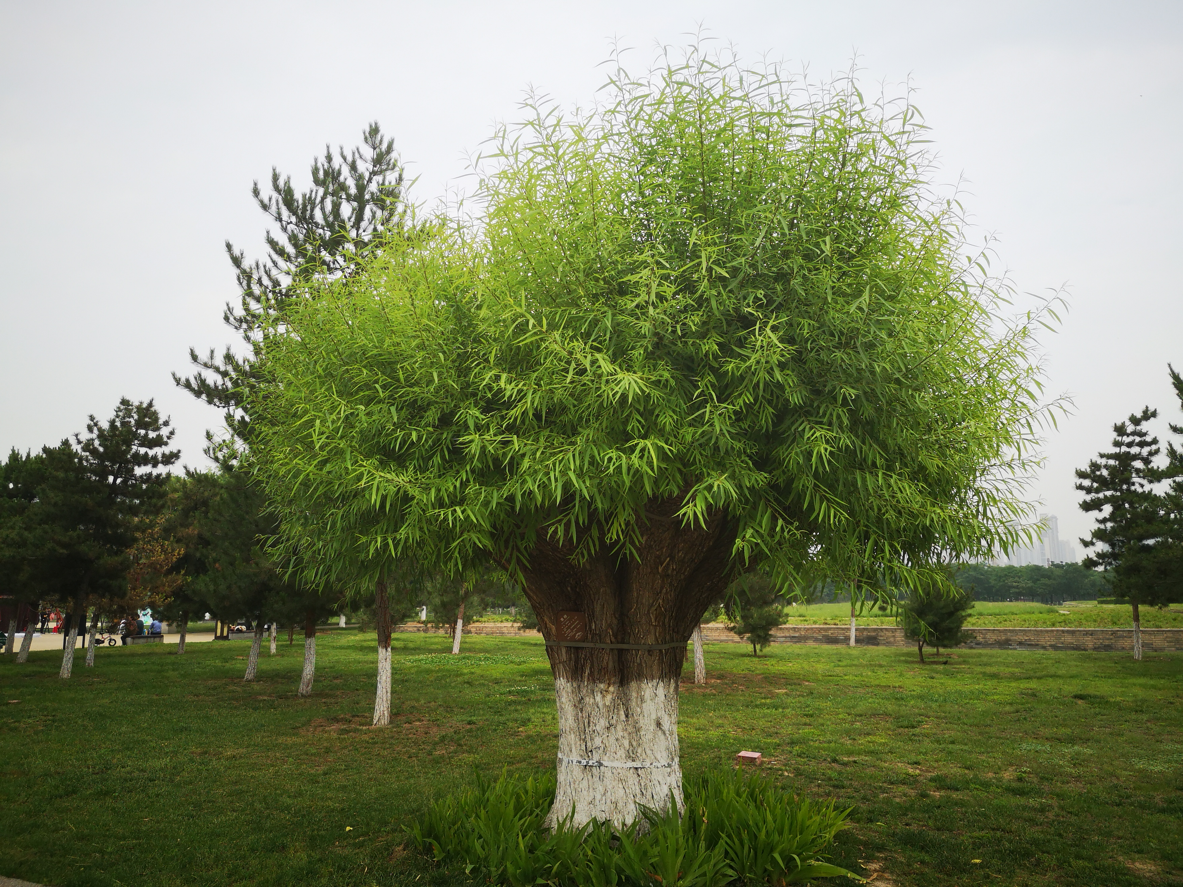 孔明的散文,作家孔明的写人散文